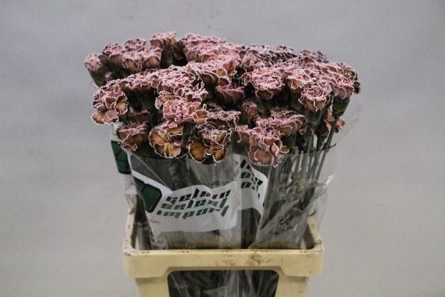 <h4>Dianthus st paint molly brown</h4>
