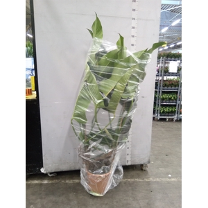 Philodendron   ...