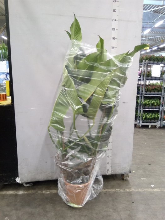 <h4>Philodendron   ...</h4>
