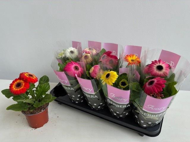 <h4>GER IVORY GEMENGD</h4>