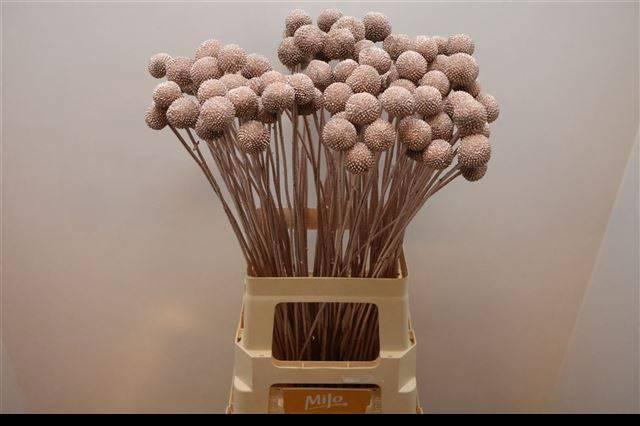 <h4>CRAS KLB H%</h4>