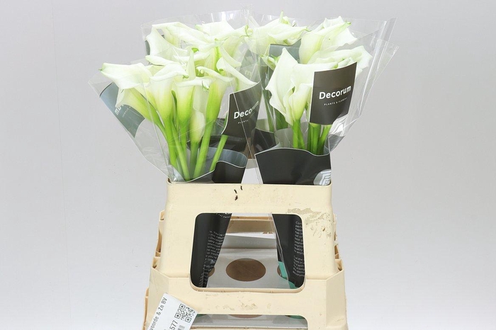 <h4>Zant Crystal Blush</h4>