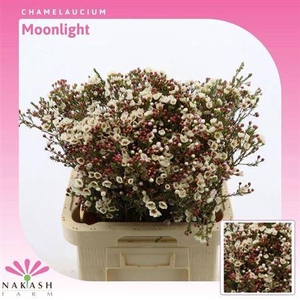 Chame Moonlight Delight