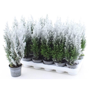 Chamaecyparis law. Ellwoodii sneeuw