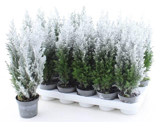 <h4>Chamaecyparis law. Ellwoodii sneeuw</h4>