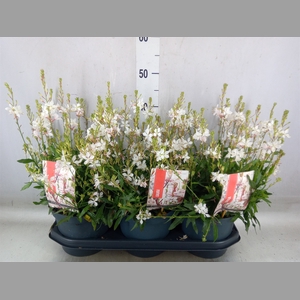 Gaura lindheimeri 'Geyser White'