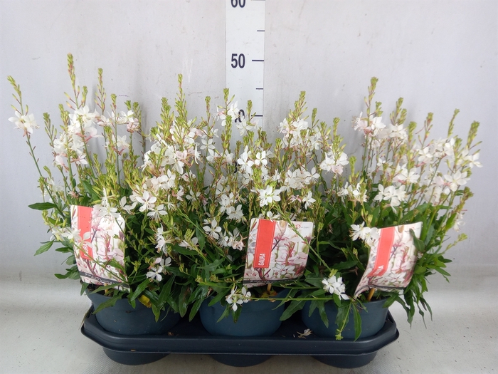 <h4>Gaura lindheimeri 'Geyser White'</h4>