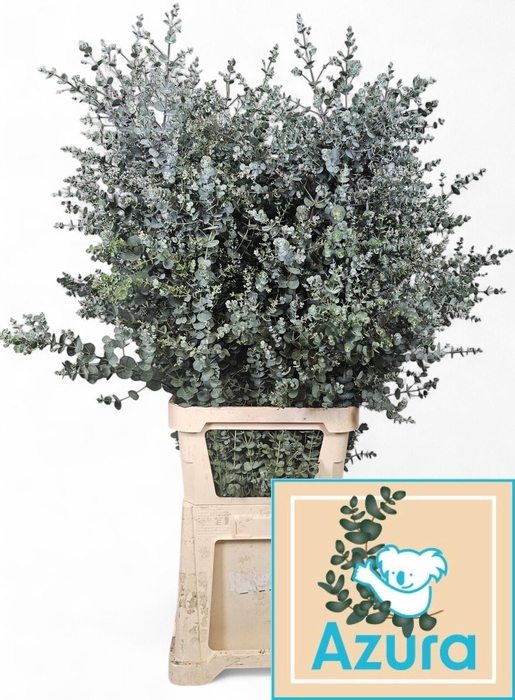 <h4>EUCA GU AZURA</h4>