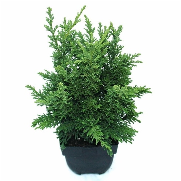 <h4>Chamaecyparis obtusa 'Draht' P17</h4>