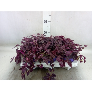 Tradescantia   ...