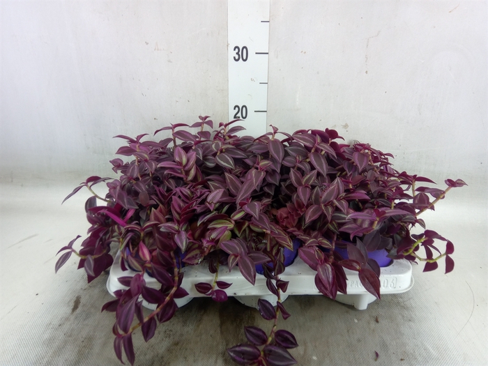 <h4>Tradescantia   ...</h4>