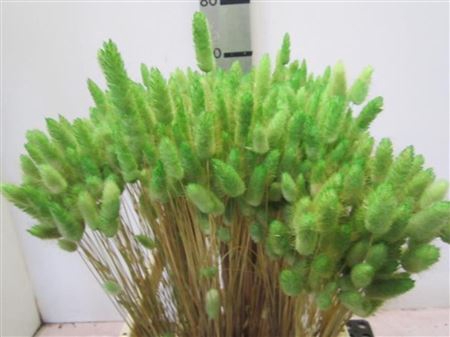 Deco Lagurus Groen