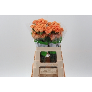 Di St Goldy 60cm