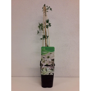 Clematis 'Early Sensation'