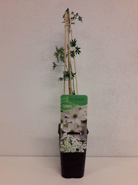 <h4>Clematis 'Early Sensation'</h4>