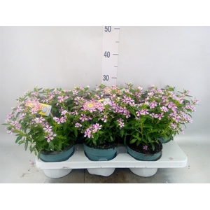 Catharanthus ros. 'Soiree lgh Pink'