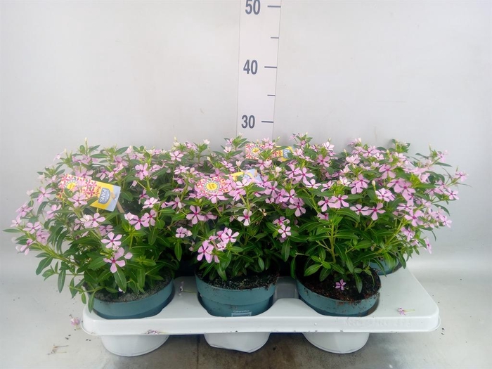 <h4>Catharanthus ros. 'Soiree lgh Pink'</h4>
