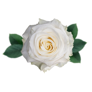 R GR MONDIAL Naranjo