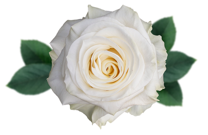 <h4>R GR MONDIAL Naranjo</h4>