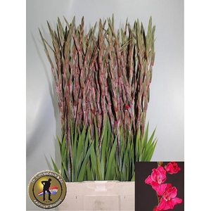 GLAD GR FAIRYTA PINK