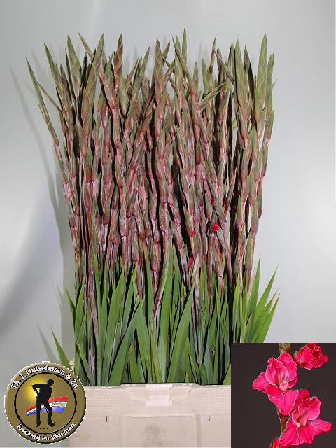 <h4>GLAD GR FAIRYTA PINK</h4>