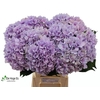 Hydrangea royal benefit
