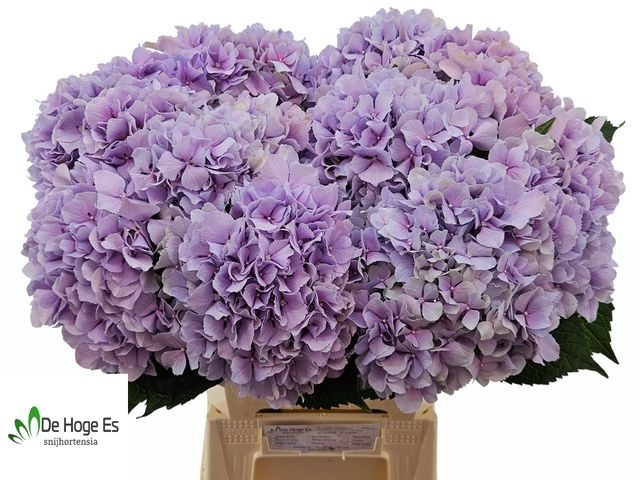 Hydrangea royal benefit