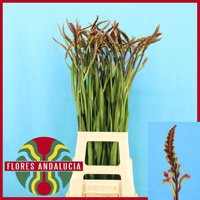 <h4>CHASMAN SATURNUS</h4>