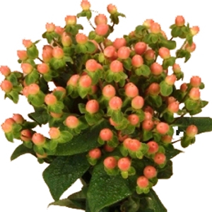 <h4>HYPERICUM 080 CM ROSA</h4>