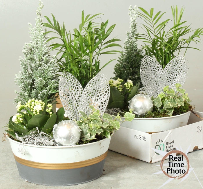 <h4>ARR KAMERPL</h4>