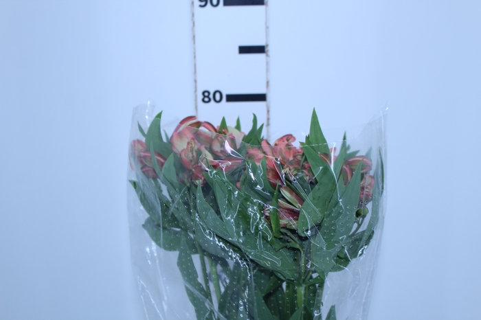 ALSTROEMERIA MILOS 080 CM