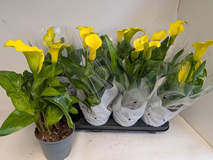 <h4>ZANT SUNCLUB</h4>