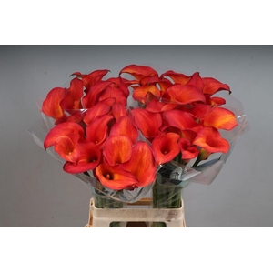 Zantedeschia captain trinity
