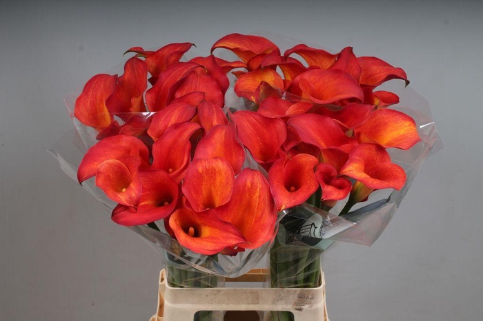 <h4>Zantedeschia captain trinity</h4>