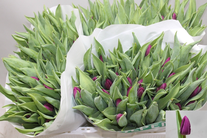 <h4>TU EN PURPLE PRINCE</h4>