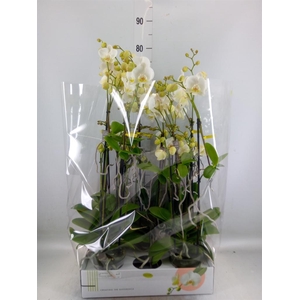 Phalaenopsis multi.   ...white