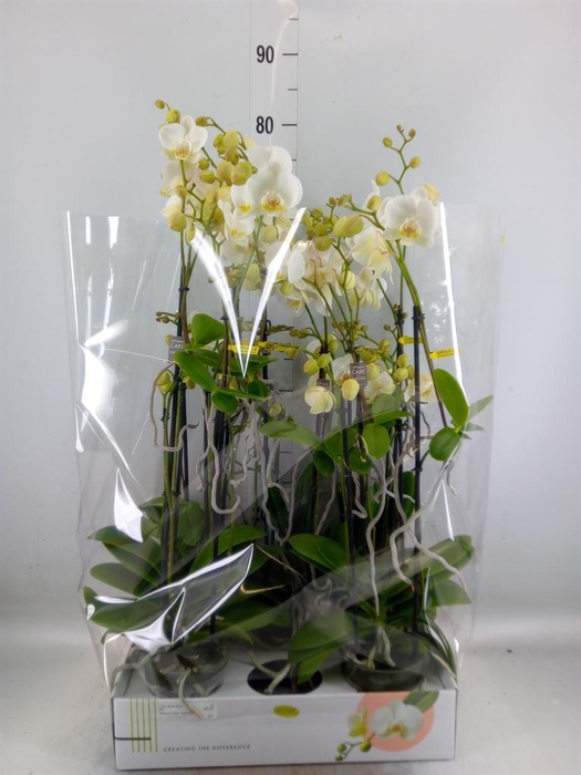 <h4>Phalaenopsis multi.   ...white</h4>