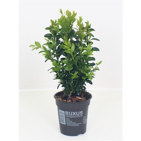 <h4>Buxus sempervirens P9</h4>