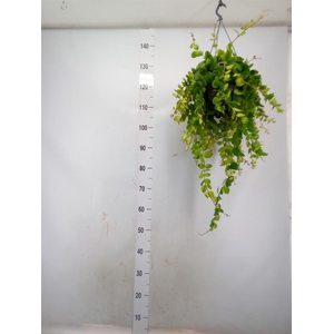 Aeschynanthus  'Pink Polka'