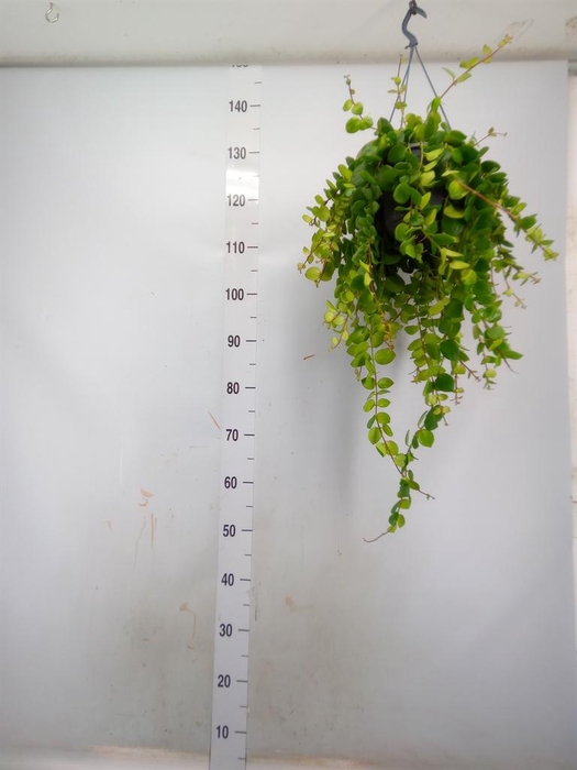 <h4>Aeschynanthus 'Pink Polka'</h4>