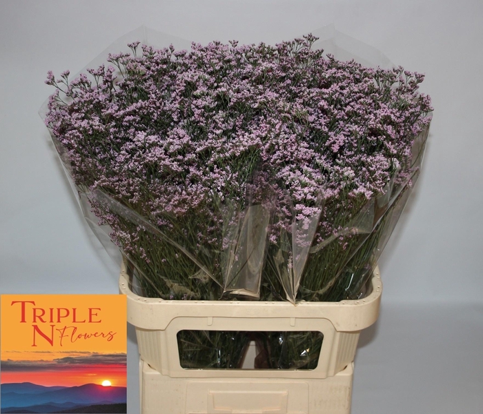 <h4>LIM SAF OSHI PINK</h4>