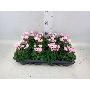 Cyclamen KL 'Verano Victoria'