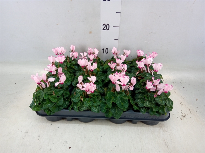 <h4>Cyclamen KL 'Verano Victoria'</h4>