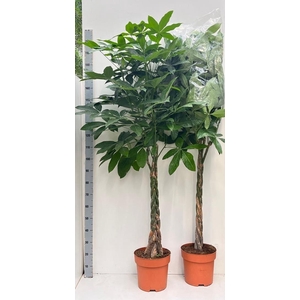 PACHIRA AQUATICA