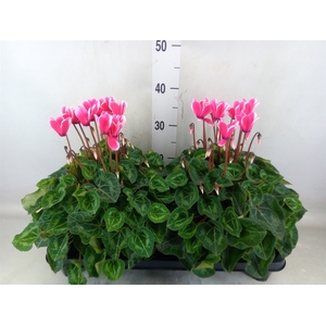 Cyclamen GR 'XL'