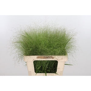 Panicum Fountain