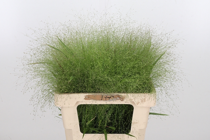 <h4>Panicum Fountain</h4>