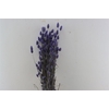 Dried Phalaris X5 Frosted Milka Bunch