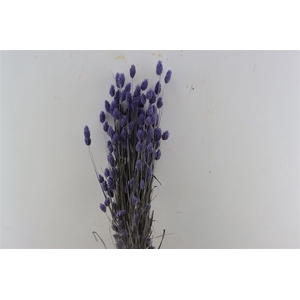 Dried Phalaris X5 Frosted Milka Bunch