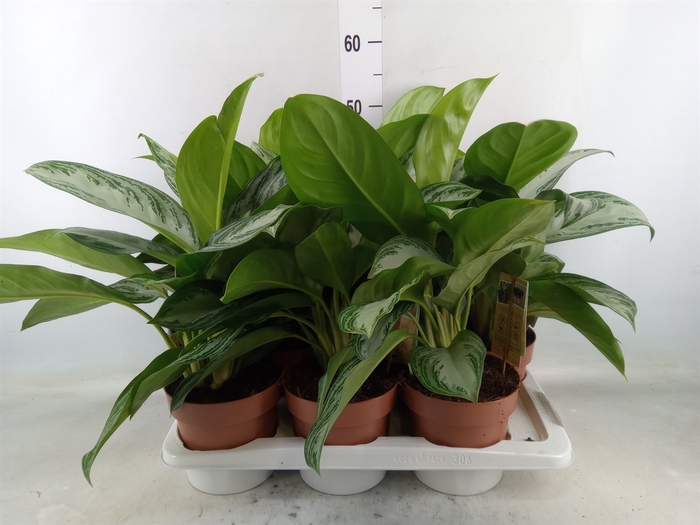 <h4>Aglaonema  'Silver Bay'</h4>